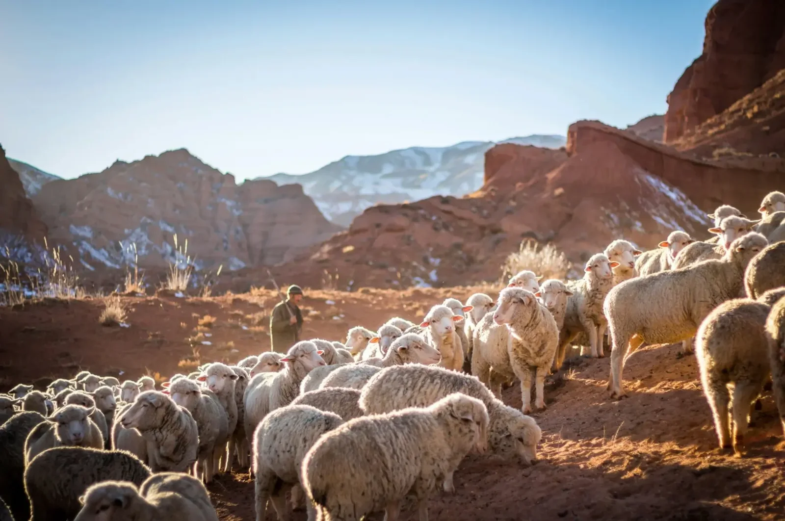 A shepherd and flock of sheep in a rocky landscape